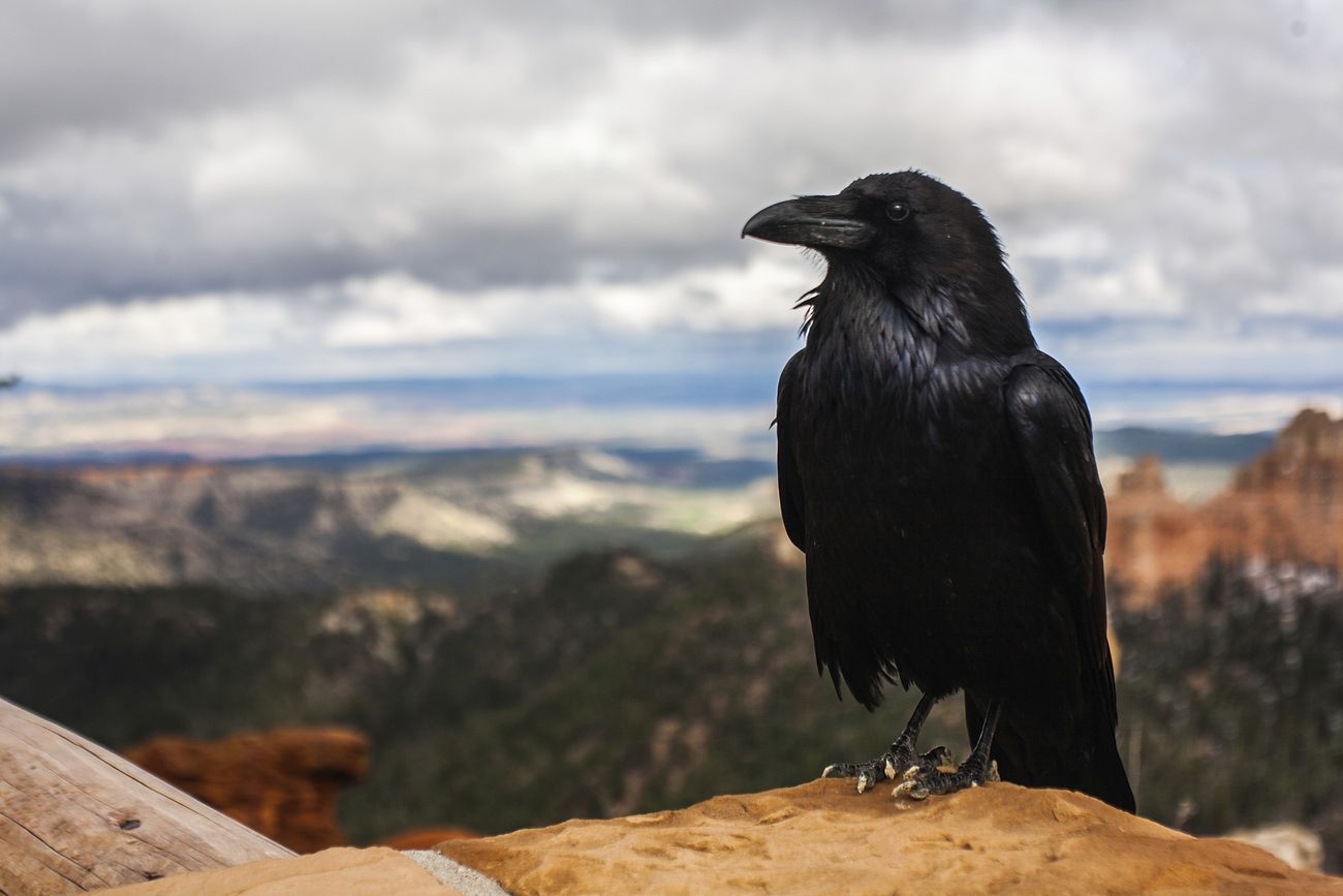 Black crow is sitting on the rock